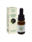 Extract concentrat de Muguri Coacaz Negru PlantExtrakt, 15 ml