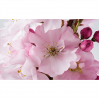Fototapet duplex Apple Blossom 368 x 254 cm