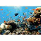 Fototapet duplex Recif de corali 254 x 184 cm
