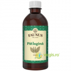 Sirop de Patlagina 500ml