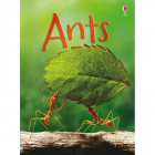 Beginners Ants