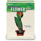 Jucarie Model de sectiune a florii