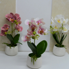 Orhidee cu aspect natural in ghiveci ceramic rotund alb 35 cm CULOARE 