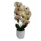 Orhidee cu aspect natural in ghiveci ceramic alb 50 cm CULOARE Multico
