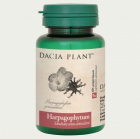Harpagophytum Dacia Plant 60 comprimate Concentratie 500 mg