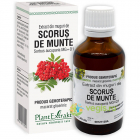 Extract din Muguri de Scorus de Munte 50ml