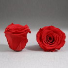 Trandafir criogenat rosu Giftbox