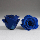 Trandafir criogenat albastru electric Giftbox