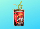 Grow your Chilli Super HOT