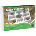 Kit paleontologie Fosile