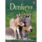 Beginners Donkeys