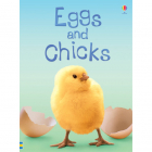 Beginners Eggs and chicks