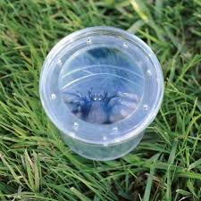 Experiment GeoSafariÂ® Borcan Pentru Observarea Insectelor