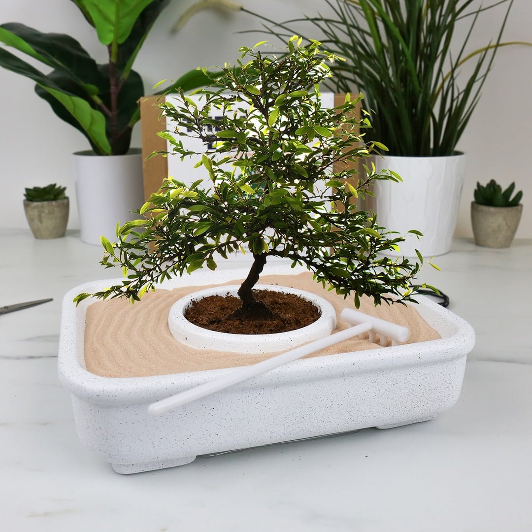 Kit de Cultivare Bonsai