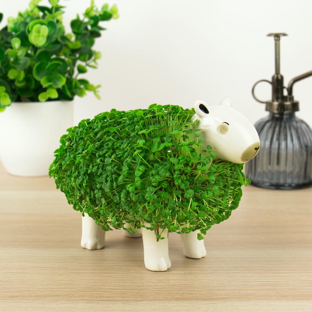 Ghiveci Decorativ Capibara cu Semințe de Chia pentru Plantat