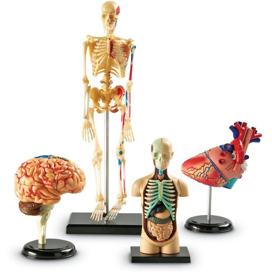 Jucarie Anatomie